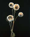 Dried Flowers 